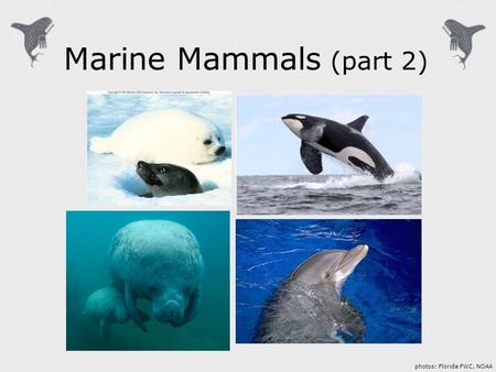 Marine Mammals (part 2) photos: Florida FWC, NOAA.