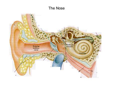 The Nose. Stapes Malleus Incus Tympanic Membrane The middle ear amplifies signal by increasing the pressure on the oval window Inner ear muscles provide.