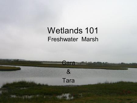 Wetlands 101 Freshwater Marsh Cara & Tara. Wetlands Wetlands are areas of land that are sometimes underwater or the soil contains a great deal of moisture.