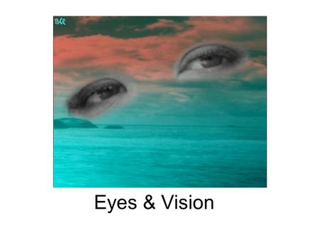 Eyes & Vision. Outermost layer of the Eye Cornea – ‘window’ – bulges slightly outward, allows light to enter – only truly transparent portion. Absence.