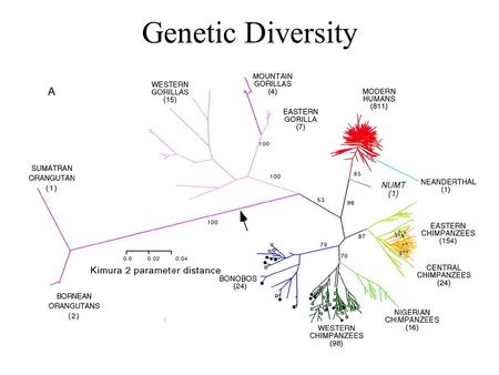 Genetic Diversity. Factors that make populations vulnerable to extinction Environmental fluctuations Catastrophes Demographic uncertainties Genetic problems.