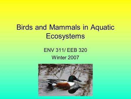 Birds and Mammals in Aquatic Ecosystems ENV 311/ EEB 320 Winter 2007.