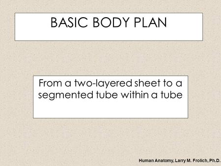 Human Anatomy, Larry M. Frolich, Ph.D. BASIC BODY PLAN From a two-layered sheet to a segmented tube within a tube.