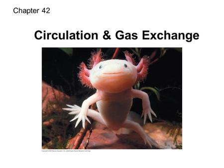 Chapter 42 Circulation & Gas Exchange. Functions of the Circulatory System Transport oxygen to cells Transport nutrients from the digestive system to.