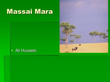 Massai Mara  Ali Hussein Introduction to Massai Mara  Massai Mara is  Most famous wildlife refuge reserve in Kenya and world.  It has rolling savannah.