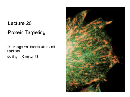 Lecture 20 Protein Targeting The Rough ER: translocation and secretion reading: Chapter 13.