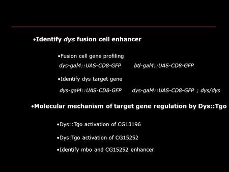 Fusion cell gene profiling Identify mbo and CG15252 enhancer Molecular mechanism of target gene regulation by Dys::Tgo Dys::Tgo activation of CG13196 Dys:Tgo.