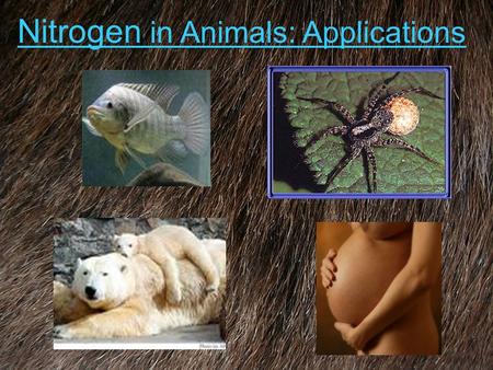 Nitrogen in Animals: Applications. Overview How are δ 15 N affected by the following processes: 1)Pregnancy 2)Nutritional Stress 3)Different diets & diet.