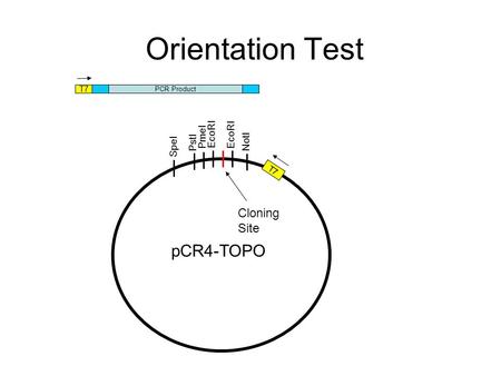 PCR Product Orientation Test T7 EcoRI Cloning Site EcoRI PmeI PstI SpeI NotI pCR4-TOPO T7.