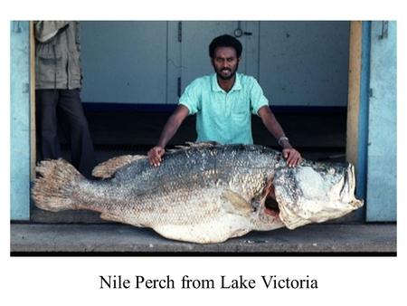 Nile Perch from Lake Victoria. Genetic Diversity.