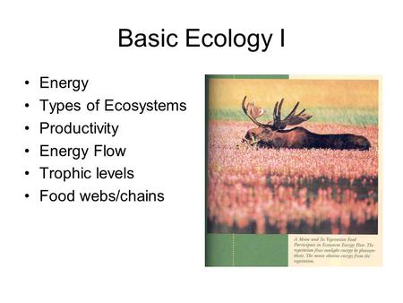 Basic Ecology I Energy Types of Ecosystems Productivity Energy Flow Trophic levels Food webs/chains.