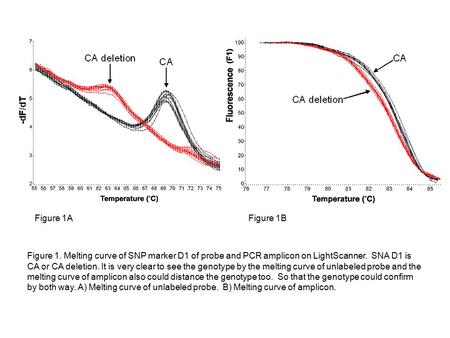 Figure 1. Melting curve of SNP marker D1 of probe and PCR amplicon on LightScanner. SNA D1 is CA or CA deletion. It is very clear to see the genotype by.