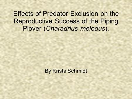 Effects of Predator Exclusion on the Reproductive Success of the Piping Plover (Charadrius melodus). By Krista Schmidt.