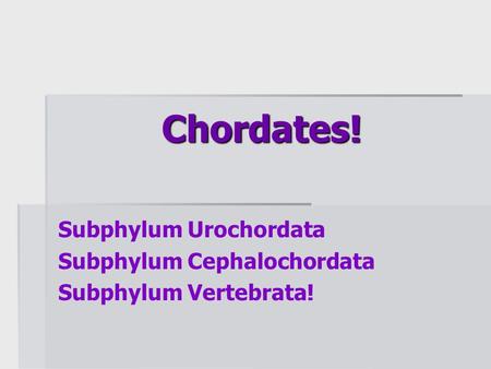 Chordates! Subphylum Urochordata Subphylum Cephalochordata Subphylum Vertebrata!