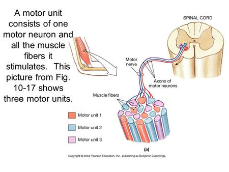 A motor unit consists of one motor neuron and all the muscle fibers it stimulates. This picture from Fig. 10-17 shows three motor units.