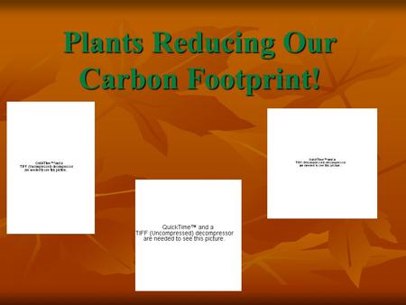 Plants Reducing Our Carbon Footprint!. What is A Carbon Footprint? A carbon footprint is a measurement of our actions that have an effect on the environment,