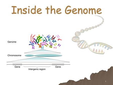 1 Inside the Genome. 2 2001: The Human Genome Venter et. al., Science 292:1304-1351 (2001) International Human Genome Sequencing Consortium, Nature, 409: