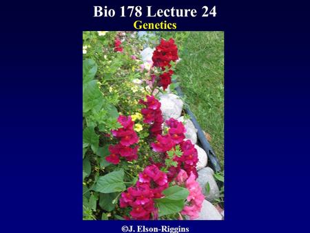 Bio 178 Lecture 24 Genetics  J. Elson-Riggins. Reading Chapter 13 Quiz Material Questions on P 276-278 Chapter 13 Quizzes on Text Website (www.mhhe.com/raven7)