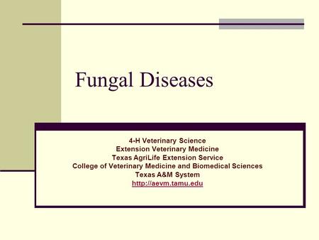 Fungal Diseases 4-H Veterinary Science Extension Veterinary Medicine Texas AgriLife Extension Service College of Veterinary Medicine and Biomedical Sciences.