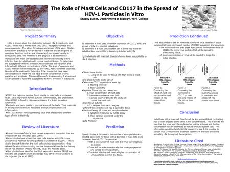 The Role of Mast Cells and CD117 in the Spread of HIV-1 Particles in Vitro Stacey Baker, Department of Biology, York College Project Summary Little is.