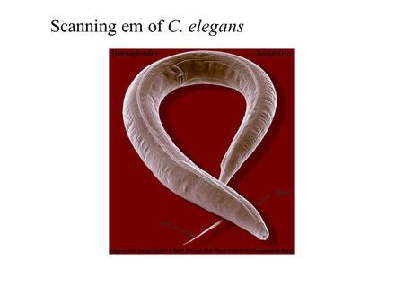 Scanning em of C. elegans. Crawl movie Fly-in movie.