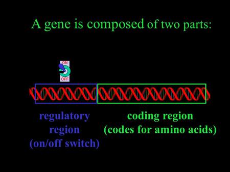 ON OFF regulatory region (on/off switch) coding region (codes for amino acids) A gene is composed of two parts: