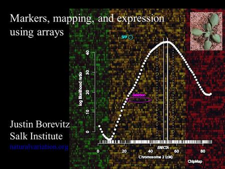 Markers, mapping, and expression using arrays Justin Borevitz Salk Institute naturalvariation.org.