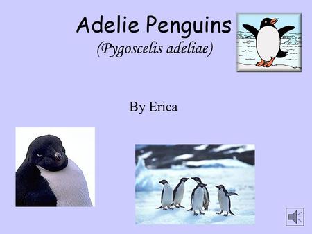 Adelie Penguins (Pygoscelis adeliae) By Erica Fun Facts Adelie penguins are the smallest of the penguins living on Antarctica They look like little men.