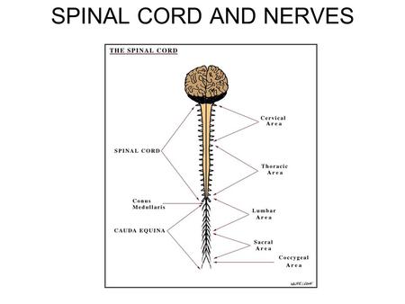 SPINAL CORD AND NERVES.