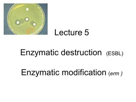 Lecture 5 Enzymatic destruction (ESBL) Enzymatic modification (erm )
