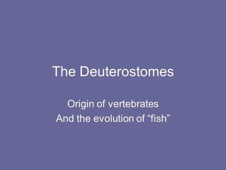 Origin of vertebrates And the evolution of “fish”