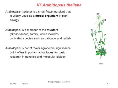 V7 Arabidopsis thaliana