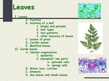 Leaves I. Leaves A. Function B. Anatomy of a leaf 1. blades and petioles 2. leaf types 3. vein patterns 4. other features of leaves C. Leaves of grass.