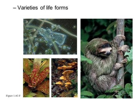 –Varieties of life forms Figure 1.4C-F. All organisms have evolutionary adaptations –Inherited characteristics that enhance their ability to survive and.