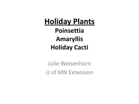 Holiday Plants Poinsettia Amaryllis Holiday Cacti Julie Weisenhorn U of MN Extension.