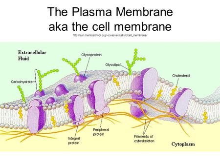 The Plasma Membrane aka the cell membrane