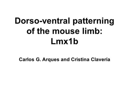 Dorso-ventral patterning of the mouse limb: Lmx1b Carlos G. Arques and Cristina Clavería.