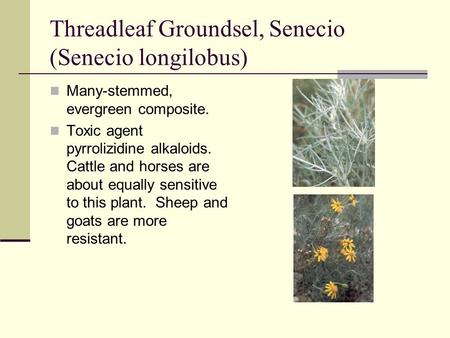 Threadleaf Groundsel, Senecio (Senecio longilobus) Many-stemmed, evergreen composite. Toxic agent pyrrolizidine alkaloids. Cattle and horses are about.