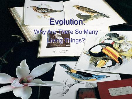 Evolution: Why Are There So Many Living Things? Why Are There So Many Living Things?