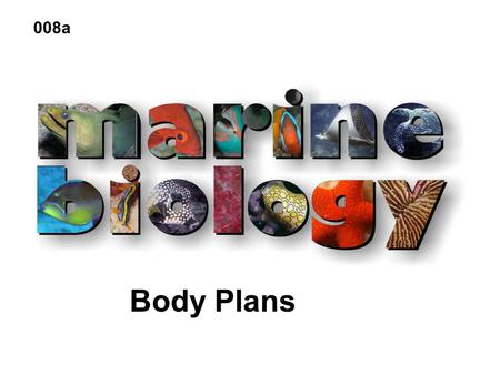 Body Plans 008a. Animal Body Plans Criteria for Evolutionary Development & Classification Cellular organization Symmetry Coelom Digestive system Segmentation.