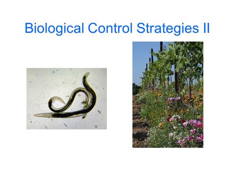 Biological Control Strategies II