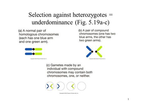 1 Selection against heterozygotes = underdominance (Fig. 5.19a-c)