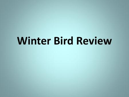 Winter Bird Review. Canada Goose Mallard Common Goldeneye Robert Royse.