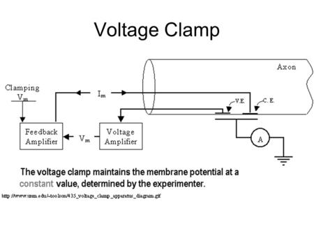 Voltage Clamp. Patch Clamp Applications Evidence that potassium is primarily responsible for the RMP.