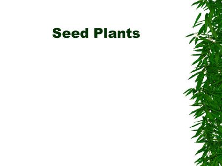 Seed Plants. Evolution of the seed  Seeds represent an extreme form of heterospory  Seed – mature ovule with embryo –Megasporangium surrounded by.