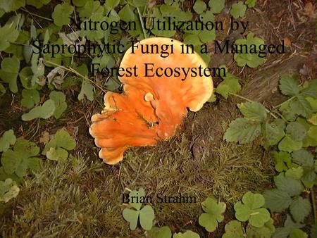 Nitrogen Utilization by Saprophytic Fungi in a Managed Forest Ecosystem Brian Strahm.