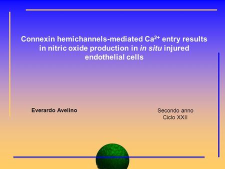 Connexin hemichannels-mediated Ca 2+ entry results in nitric oxide production in in situ injured endothelial cells Everardo Avelino Secondo anno Ciclo.