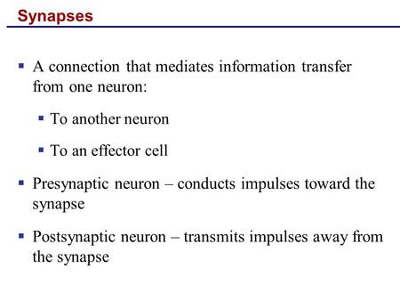 A connection that mediates information transfer from one neuron: