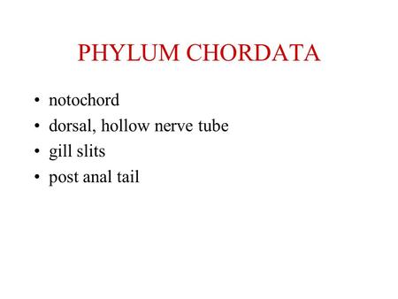 PHYLUM CHORDATA notochord dorsal, hollow nerve tube gill slits post anal tail.