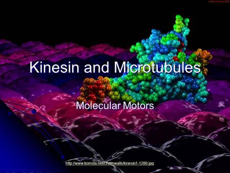 Kinesin and Microtubules Molecular Motors